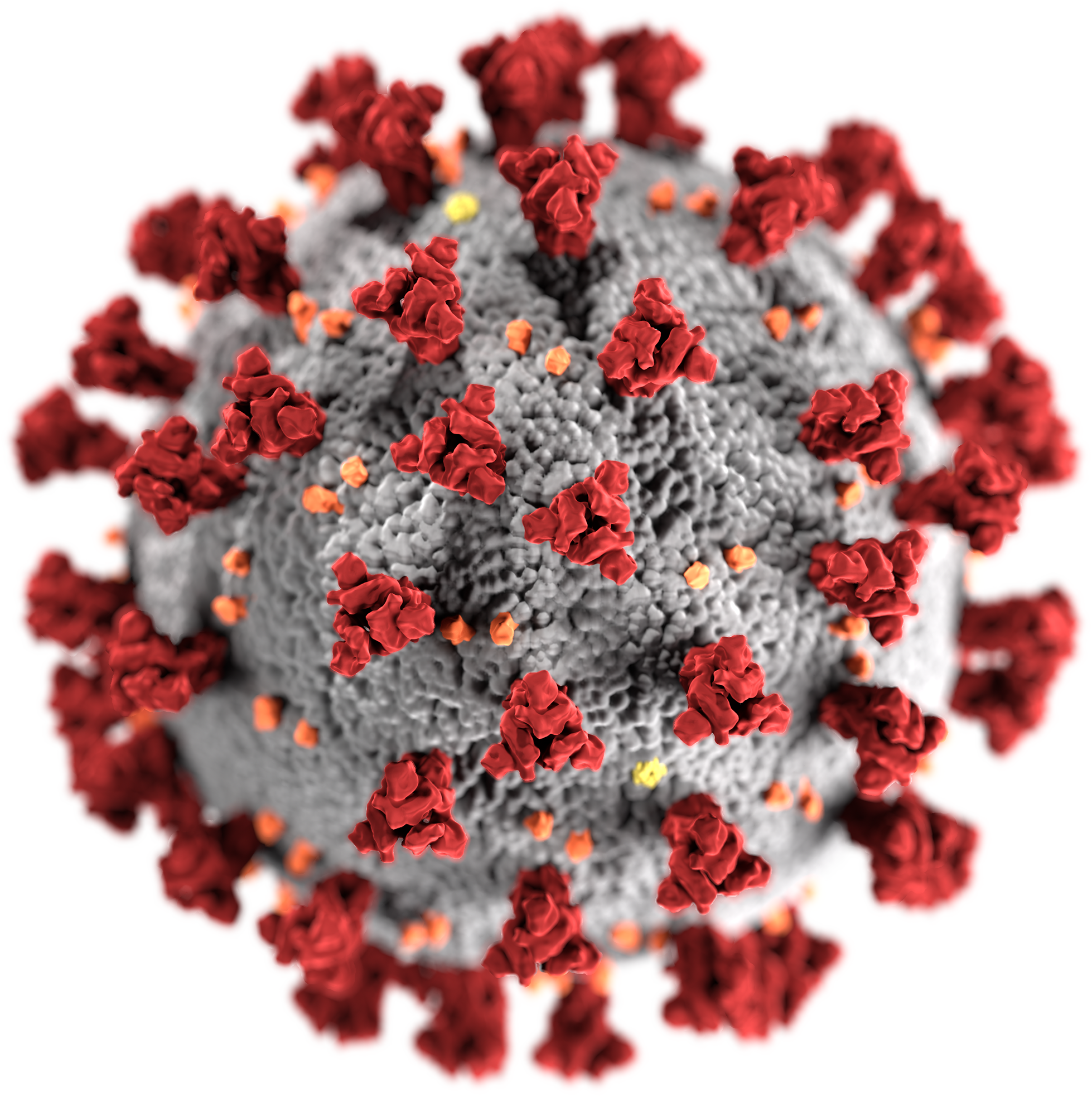 CDC illustration of SARS-CoV-2. This is a scientific illustration, not a microscope photograph.