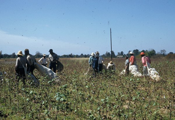 Tuskegee Syphilis Study test subjects picking cotton.